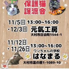 🐱保護猫の譲渡会🐱のお知らせです