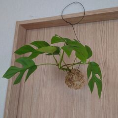 ヒメモンステラ 吊り苔玉 ハンギング 観葉植物