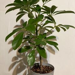 観葉植物　シェフレラ　ホンコン-2