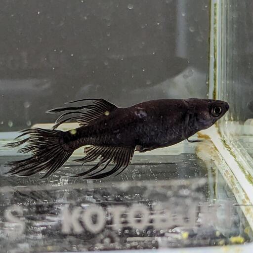 カッコよすぎ（現物）ブラックオニキス改　♂1♀2　3匹セット　　宜野湾市大謝名小学校の門の前です。Googleマップにのってます
