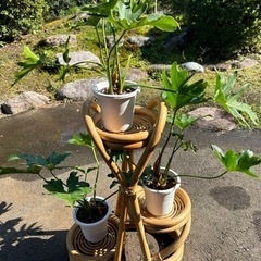 セローム 観葉植物