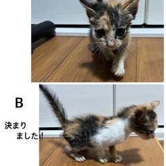 生後1ヶ月子猫4匹【家族が決まりました】 − 宮城県