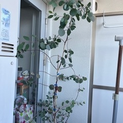 【お話し中）観葉植物　ユーカリ