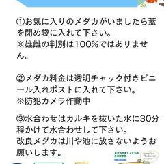 ゆうちゃんめだか 高級メダカの無人販売 メダカ