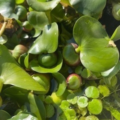 水草　浮草