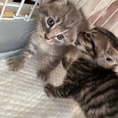 【里親様が決まりました】生後3週間🐣子猫二匹