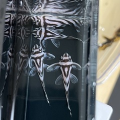 売約済み】希少インペリアルゼブラプレコ