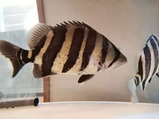 《最終値下げ！》ダトニオ プラスワン35cm‼️　混泳にバッチリサイズです‼️