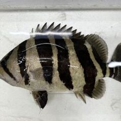 最終値下げ！》ダトニオ プラスワン35cm‼️ 混泳にバッチリサイズです‼️
