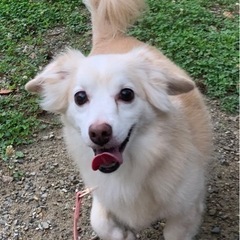 里親様決まりました！チワックス　美犬　男の子