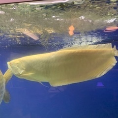 アルビノシルバー