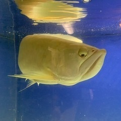 アルビノシルバー