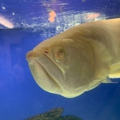 アルビノシルバー