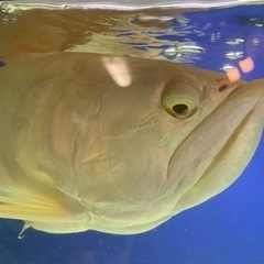 アルビノシルバー