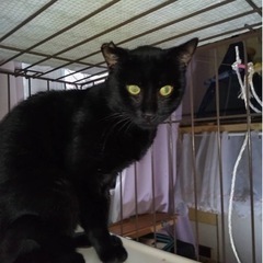 保護猫ちゃんの黒猫♂ − 千葉県