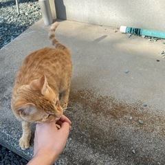 【トライアル決定しました！】茶トラ男の子🐱の里親さんを募集しています！ − 山形県