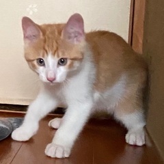 ②堕胎手術直前に救った小さい命。白茶多めの人懐っこい仔猫を助けて...