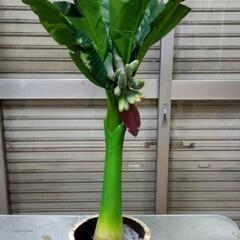 バナナツリー　フェイクグリーン／観葉植物／造花／人工／バナナの木...