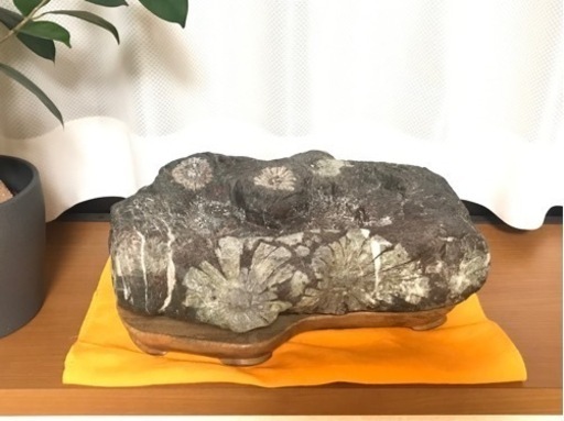 菊花石