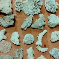 珊瑚・貝殻など　約3ｋｇ　水槽レイアウト・オブジェ