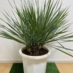ユッカ ロストラータ 5ヘッド