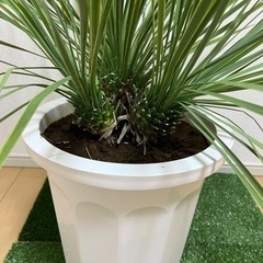 ユッカ ロストラータ 3ヘッド