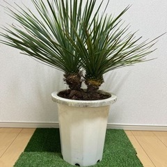 【実生】ユッカロストラータ　2ヘッド(コンパクト) ユッカ ロストラータ 2ヘッド