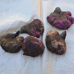 紫山芋約2キロ　