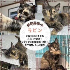 サビ　メス　子猫3ヶ月　11月譲渡会参加