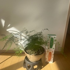 観葉植物　アスパラガス