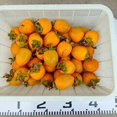 渋柿（愛宕柿）家庭用　干し柿用　約5kg  60個内外