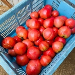 急募🆘4.5日のお取引大歓迎🙋‍♀️規格外トマトケース売り¥500