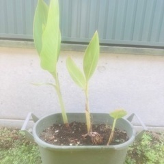 カンナの苗 花色オレンジ 今期最終