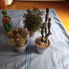 観葉植物　サボテン3種