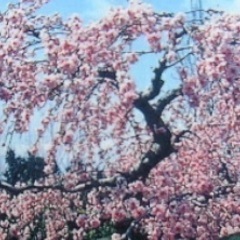 枝垂れ桃の木
