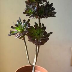 観葉植物・くろぼうし④