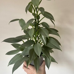 観葉植物 フィロデンドロン シルバーメタル 高さ45cm