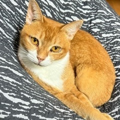 茶白 オス 5歳 抱っこ好き猫ちゃん