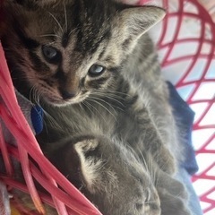 【里親様が決まりました】生後3週間🐣子猫二匹 − 熊本県