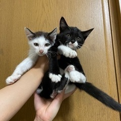 野良子猫　兄妹 - 猫