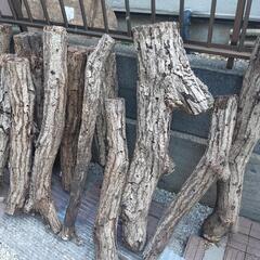 シイタケの木