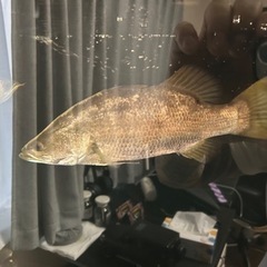 熱帯魚