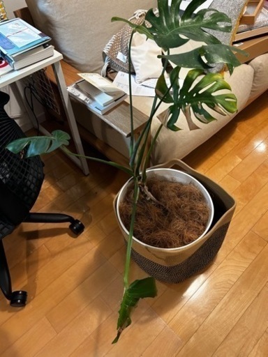 観葉植物　モンステラ　ふたつ