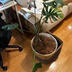 観葉植物　モンステラ　ふたつ