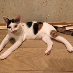 11ヶ月の子猫をお譲りします