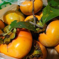 残り少なくなって来ました 冬柿 甘柿 採れたて 10個 金沢市 ...