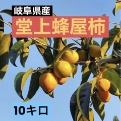 堂岐阜県産★最高品種の堂上蜂屋柿10キロ★産地直送★採れたて★渋柿