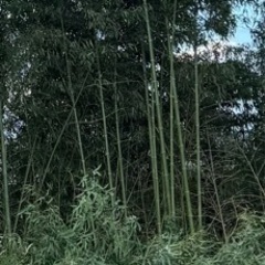 竹　　竹細工　材料　真竹　⭕️伐採した竹　無料　あげます