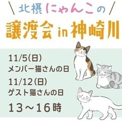 11月５日と12日猫譲渡会in 淀川区神崎川！