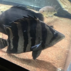 ダトニオプラスワン「スマトラ」大型魚、熱帯魚、最終値